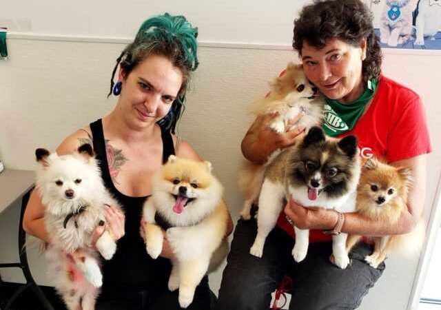 Traveling With Your Dog: Tips For Success
