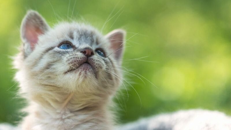 Tips For Feeding Your Cat